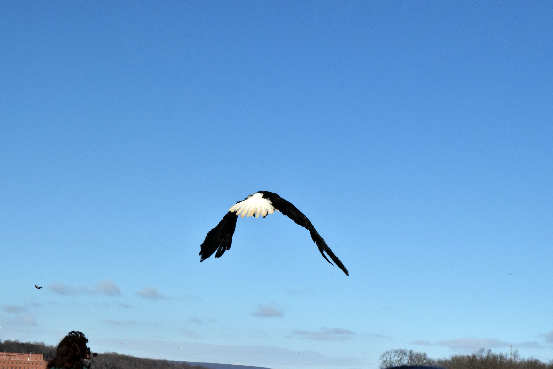 012019-sauk-gallery-eagle017